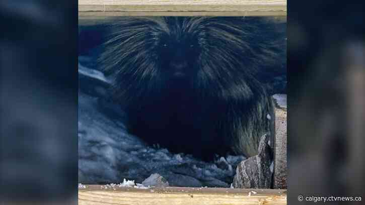 'Larry' the porcupine blamed for chair lift delay at Fernie Alpine Resort