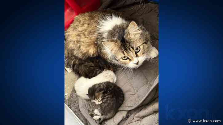 Central Texas woman saves kittens from severe thunderstorm