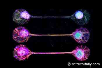 How Our Brains Work: Connecting Lab-Grown Brain Cells Yields New Insights