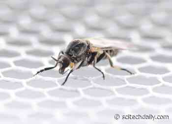 Startling: Disease-Spreading Blood-Sucking Flies Are Spreading Throughout Germany