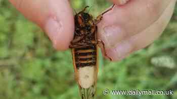 Sex-crazed 'zombie cicadas' infected with a STD fungus called Massopora could infest US, experts say