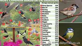 From House Sparrows to Blue Tits: The stunning birds spotted the most often in UK gardens - so, have you seen any in your back yard?
