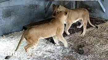 Watch: Moment lions reunite after Ukraine rescue