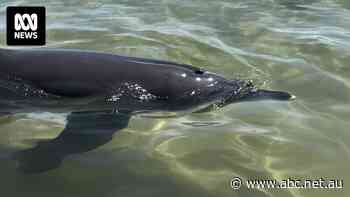 Popular attraction allowing tourists to interact with dolphins rescued by funding lifeline