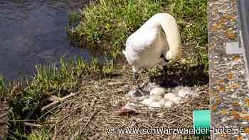 Tiere in Nagold: Schwäne nisten wieder an der Nagold