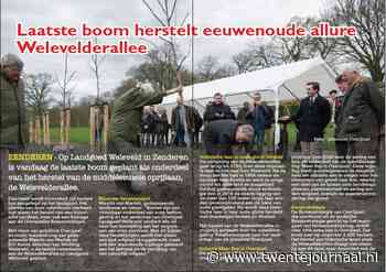 Laatste boom herstelt eeuwenoude allure Welevelderallee
