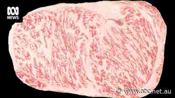 With experts saying they've 'seen nothing like it before', is this the best steak in Australia?