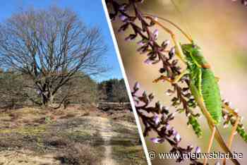 Dit zeldzame insect heeft het naar zijn zin in Genkse Opglabbekerzavel