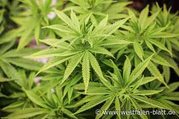 Cannabis-Plantage in Löhne entdeckt