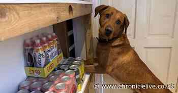 Thousands of illegal cigarettes and vapes worth £12,500 seized in Darlington