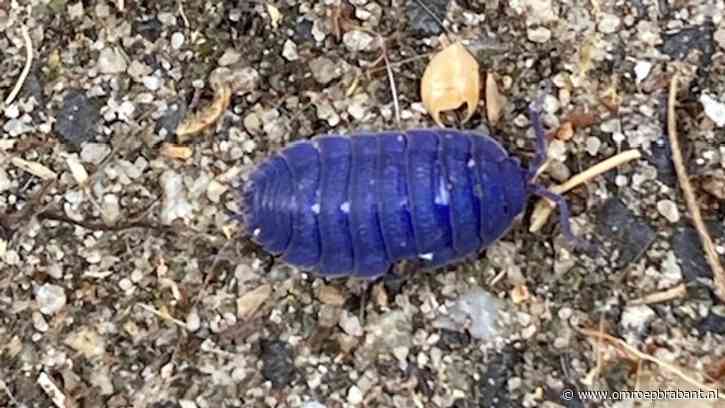 Deze zeldzame en kleurrijke beestjes kwamen jullie tegen in onze provincie