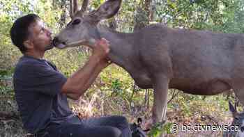 Deer family appears to accept B.C. man as one of their own