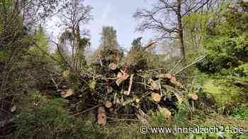 „Riesen-Drama“: Illegale Rodung alter Fichten an Mühldorfs Rottstraße sorgt für Aufregung