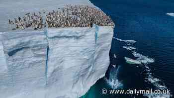 On a wing and a prayer! Watch the nail-biting moment hundreds of baby penguins jump from a 50ft ice cliff in Antarctica for their first ever swim - and miraculously survive