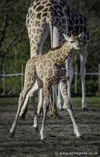 Chester Zoo thanks visitors after it is named best in UK
