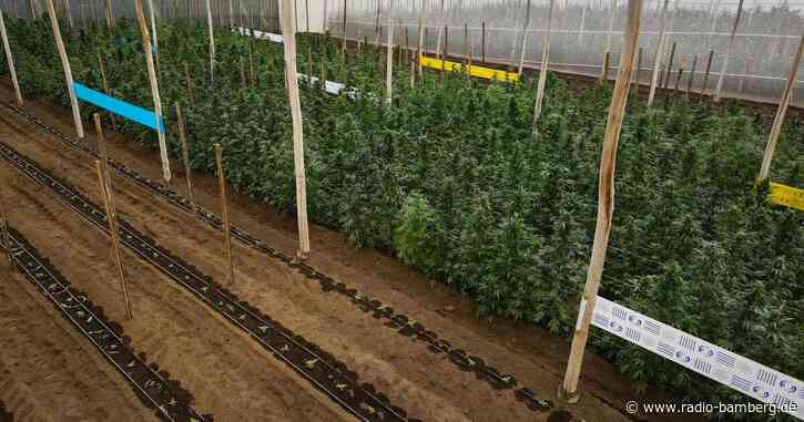 Anleger mit hohen Renditen für Cannabis-Pflanzen gelockt