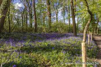 Boshyacinten kleuren Tiegempark weer blauw