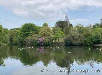 Blackburn with Darwen tree strategy 'a blueprint for future'