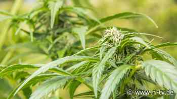 450 Kilogramm Marihuana: Neues Cannabisgesetz beendet Mannheimer Schmuggel-Prozess