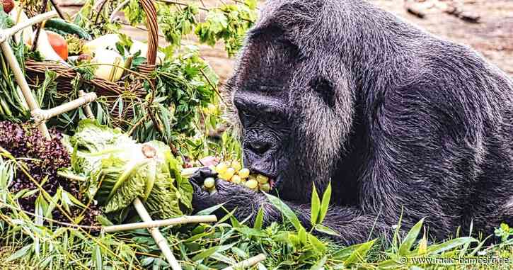 Gorilla-Dame Fatou feiert 67. Geburtstag im Berliner Zoo