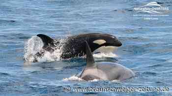 Mit Kot verteidigt: Pottwale wehren Orcas mit Fäkalien ab