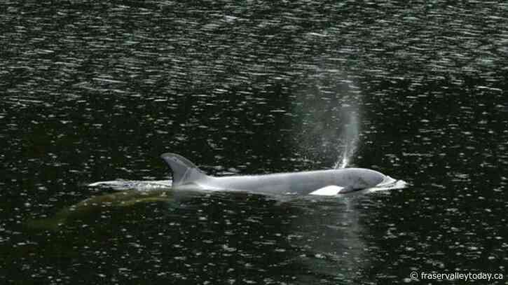 CP NewsAlert: Rescuers begin attempt to save stranded orphaned B.C. killer whale