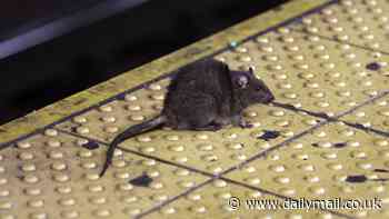 Birth control for RATS? NYC bill could use contraception that 'tastes better than pizza' to battle city's infestation