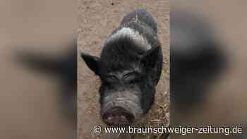 Zwei Schweine aus Peine suchen ein neues Zuhause
