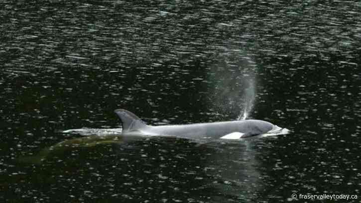 Rescuers begin attempt to save stranded orphaned B.C. killer whale