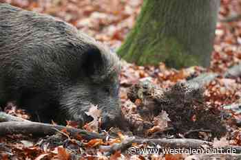 Jagdgenossen aus Ahlsen-Reineberg stellen Weichen für die Zukunft