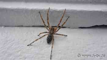 Weiter verbreitetet als gedacht: Nosferatu-Spinnen sind überall in Deutschland