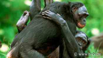 Bei Bonobos und Schimpansen: Größerer Paarungserfolg durch aggressives Verhalten?