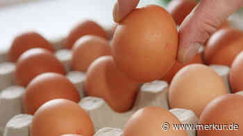 Bald keine braunen Eier mehr im Supermarkt – Weiße Hühner haben „größeres Potenzial“