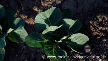 Gemüseanbau im schattigen Garten – geeignete Sorten und richtige Pflege