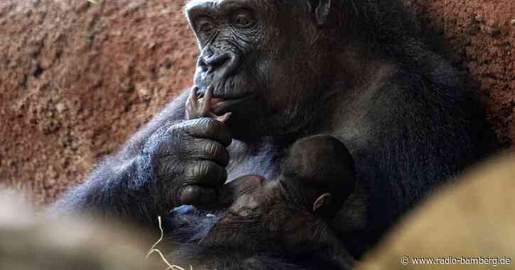 Erneut Gorilla-Baby im Prager Zoo geboren