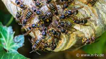 Wespenpopulation steigt: Was tun, wenn man ein Wespennest am Haus findet?