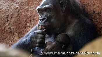 Erneut Gorilla-Baby im Prager Zoo geboren