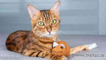 Warum zahlt man Hundesteuer, aber keine Katzensteuer?