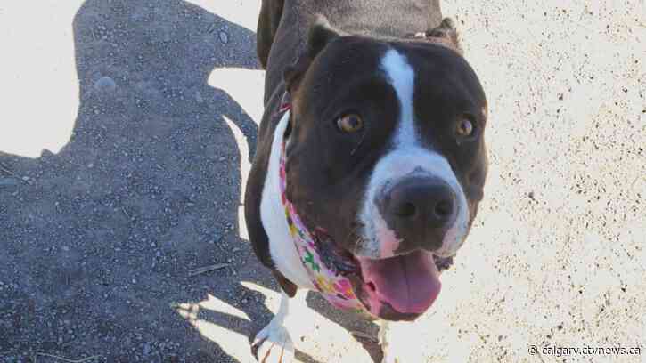 Dog owner accused of assaulting woman at Sue Higgins Park