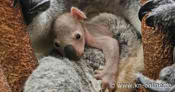 Nach 180 Tagen im Beutel der Mutter: Koala-Baby im Duisburger Zoo zum ersten Mal sichtbar