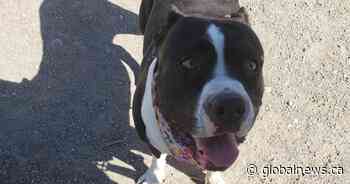 Police look for man who allegedly attacked woman walking her dog in Calgary park