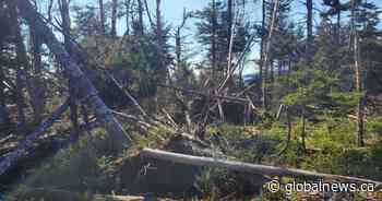 Strong winter storms cause unprecedented damage to Irving Nature Park in Saint John