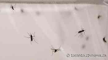 Midges are back. Here’s what they are, and why they matter