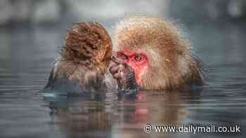 A jaguar savaging an alligator, adorable yawning bats and a VERY human orangutan are among winners of Sony's 2024 world photo awards