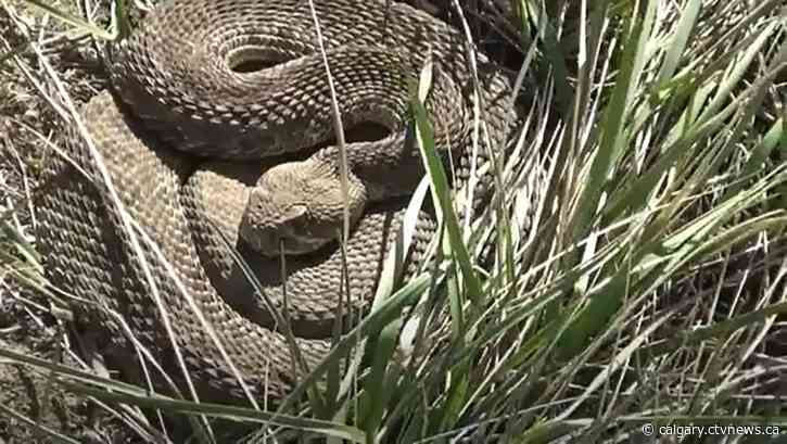 Southern Alberta could be alive with the sound of rattlesnakes this weekend: expert