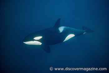 Orca’s Signature Black and White Patterns Help Them Hunt and Hide