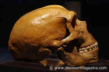 Neanderthals Likely Turned to Cannibalism, Dining on Their Companions