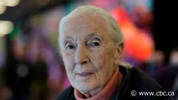 Climate warrior Jane Goodall isn't sold on carbon taxes and electric vehicles