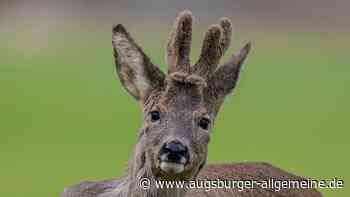 Rehbock verirrt sich: B17 bei Landsberg wird gesperrt