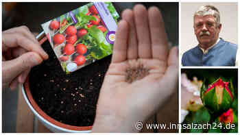 Klimawandel setzt Hobbygärtnern zu: Das rät Pflanzen-Experte Kurt Möser aus Kolbermoor